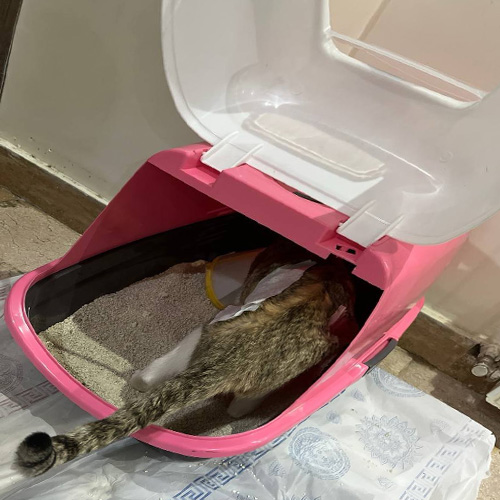 cat_litter_mesha
